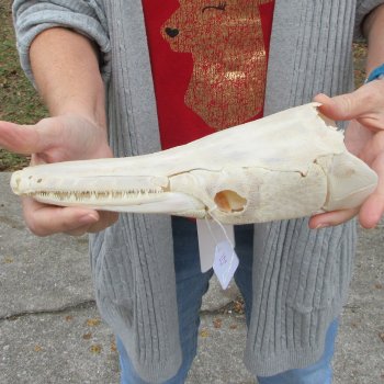Alligator Gar Skull measuring approximately 10-1/2 inches long