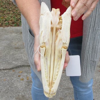 Alligator Gar Skull measuring approximately 10-1/2 inches long