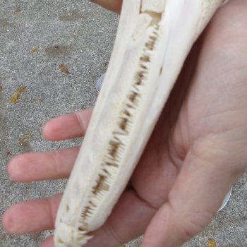 Alligator Gar Skull measuring approximately 10-1/2 inches long