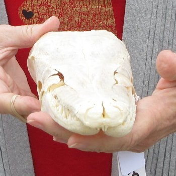 Alligator Gar Skull measuring approximately 11 inches long