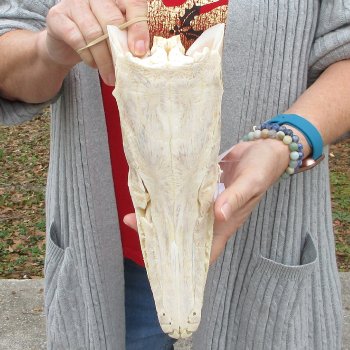 Alligator Gar Skull measuring approximately 11 inches long