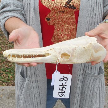 Alligator Gar Skull measuring approximately 11 inches long