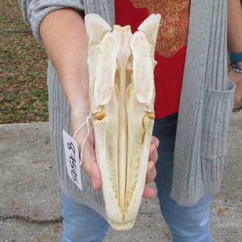 Alligator Gar Skull measuring approximately 11 inches long