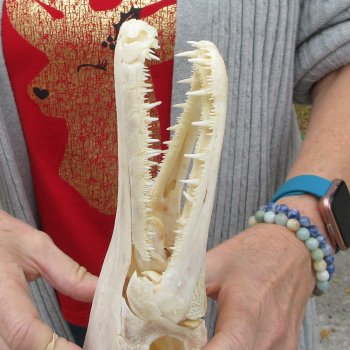 Alligator Gar Skull measuring approximately 11 inches long