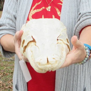 Alligator Gar Skull measuring approximately 17 inches long