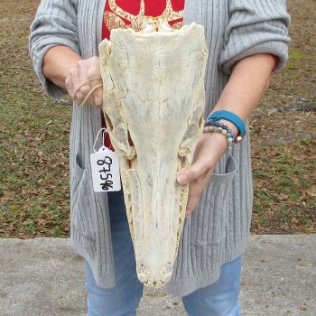 Alligator Gar Skull measuring approximately 17 inches long