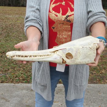 Alligator Gar Skull measuring approximately 17 inches long