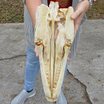 Alligator Gar Skull measuring approximately 17 inches long