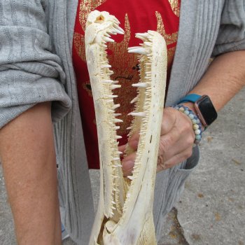 Alligator Gar Skull measuring approximately 17 inches long