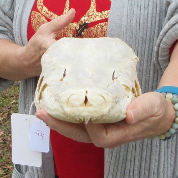 Alligator Gar Skull measuring approximately 17 inches long