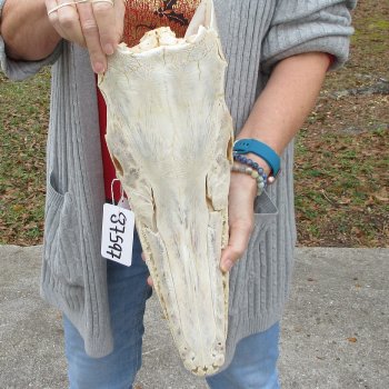 Alligator Gar Skull measuring approximately 17 inches long