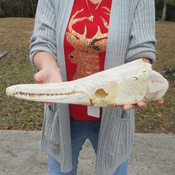 Alligator Gar Skull measuring approximately 17 inches long