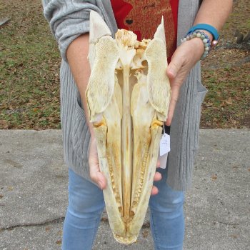 Alligator Gar Skull measuring approximately 17 inches long