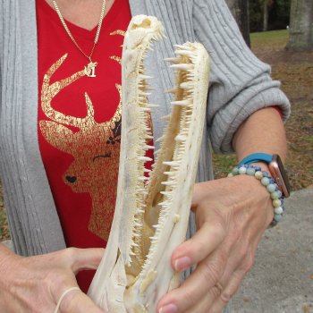 Alligator Gar Skull measuring approximately 17 inches long