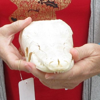 Alligator Gar Skull measuring approximately 12 inches long