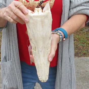 Alligator Gar Skull measuring approximately 12 inches long