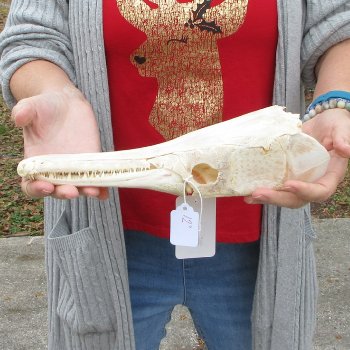 Alligator Gar Skull measuring approximately 12 inches long