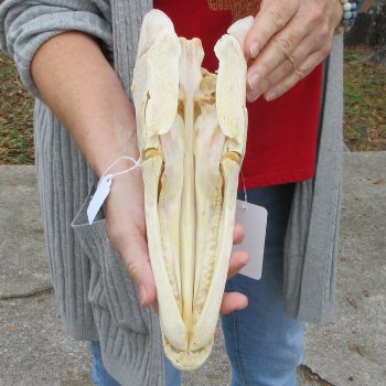 Alligator Gar Skull measuring approximately 12 inches long