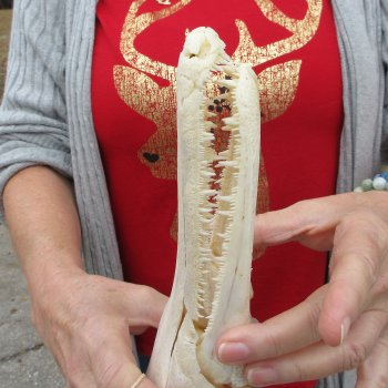 Alligator Gar Skull measuring approximately 12 inches long