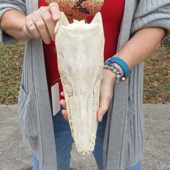 Alligator Gar Skull measuring approximately 12-3/4 inches long