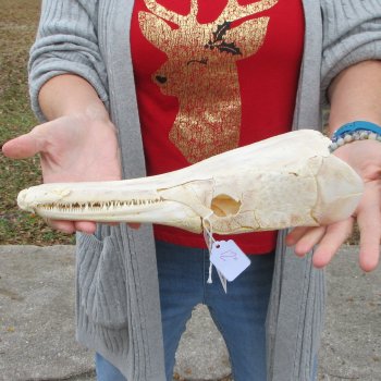 Alligator Gar Skull measuring approximately 12-3/4 inches long