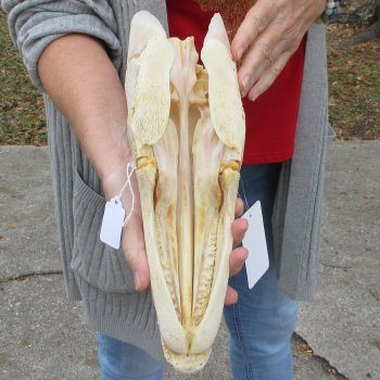Alligator Gar Skull measuring approximately 12-3/4 inches long