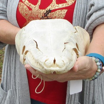 Alligator Gar Skull measuring approximately 15-3/4 inches long
