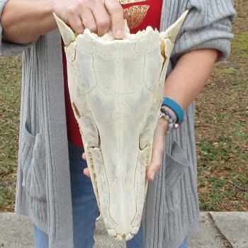 Alligator Gar Skull measuring approximately 15-3/4 inches long