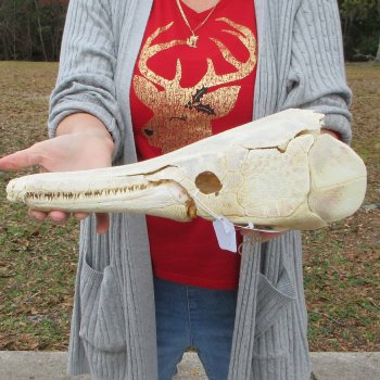 Alligator Gar Skull measuring approximately 15-3/4 inches long