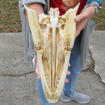 Alligator Gar Skull measuring approximately 15-3/4 inches long