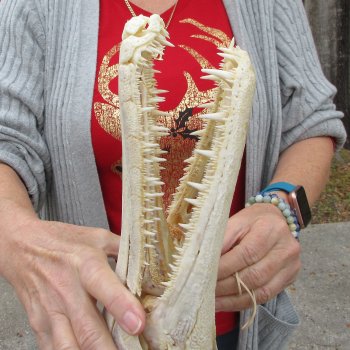 Alligator Gar Skull measuring approximately 15-3/4 inches long