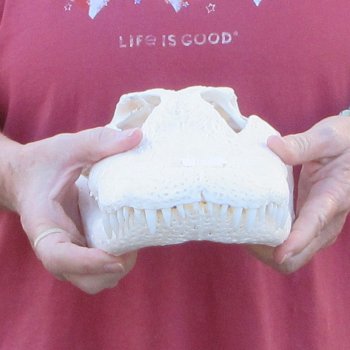  Real 15" Florida Alligator Skull