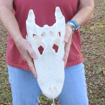  Real 15" Florida Alligator Skull