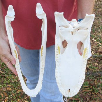  Real 15" Florida Alligator Skull