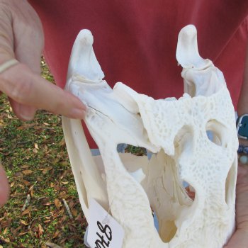  Real 15" Florida Alligator Skull