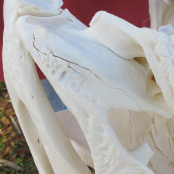  Real 15" Florida Alligator Skull