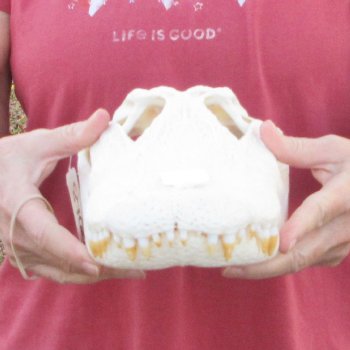  Real 14-1/2" Florida Alligator Skull