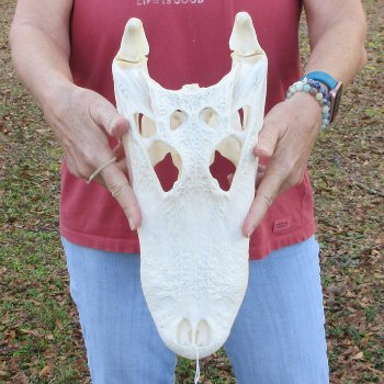  Real 14-1/2" Florida Alligator Skull