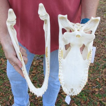  Real 14-1/2" Florida Alligator Skull