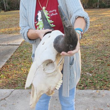 North American Bison Skull with 21-3/4" Horn Spread  <font color=red> (NO POST OFFICE (USPS) SHIPPING!!!)</font>