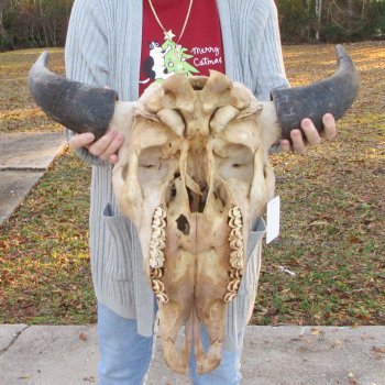 North American Bison Skull with 21-3/4" Horn Spread  <font color=red> (NO POST OFFICE (USPS) SHIPPING!!!)</font>