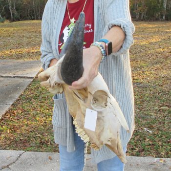 North American Bison Skull with 21-3/4" Horn Spread  <font color=red> (NO POST OFFICE (USPS) SHIPPING!!!)</font>