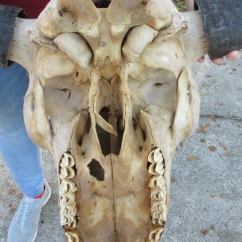 North American Bison Skull with 21-3/4" Horn Spread  <font color=red> (NO POST OFFICE (USPS) SHIPPING!!!)</font>