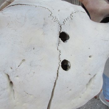 North American Bison Skull with 21-3/4" Horn Spread  <font color=red> (NO POST OFFICE (USPS) SHIPPING!!!)</font>