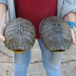 Two piece 8" Red Eared Slider Turtle Shells