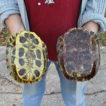 Two piece 8" Red Eared Slider Turtle Shells