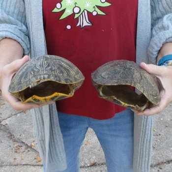 Two piece 8" Red Eared Slider Turtle Shells