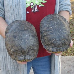 Two piece 8" Red Eared Slider Turtle Shells