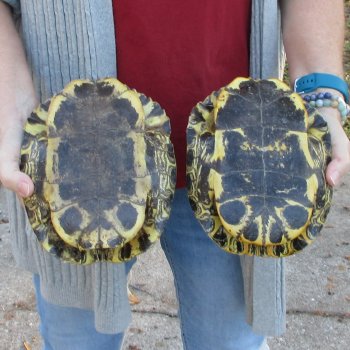 Two piece 8" Red Eared Slider Turtle Shells