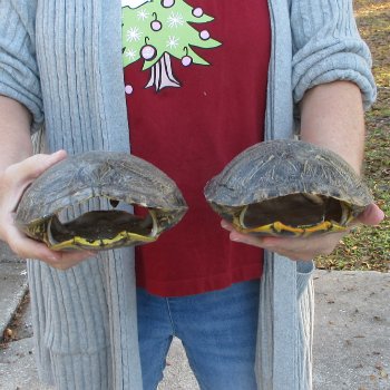 Two piece 8" Red Eared Slider Turtle Shells